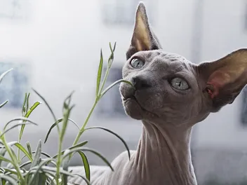 6 Hairless Cat Breeds: Vet-Approved Info (With Pictures)