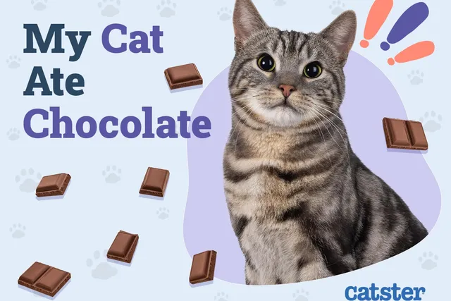 My Cat Ate Chocolate! Our Vet Explains Toxicity & What to Do