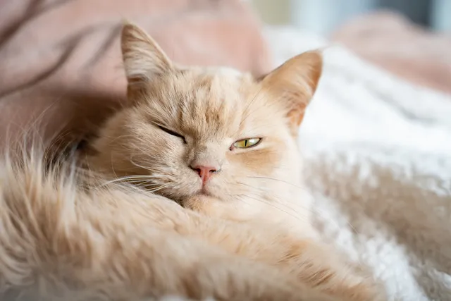 Why Does My Cat Wink at Me? 3 Vet-Verified Reasons for This Behavior