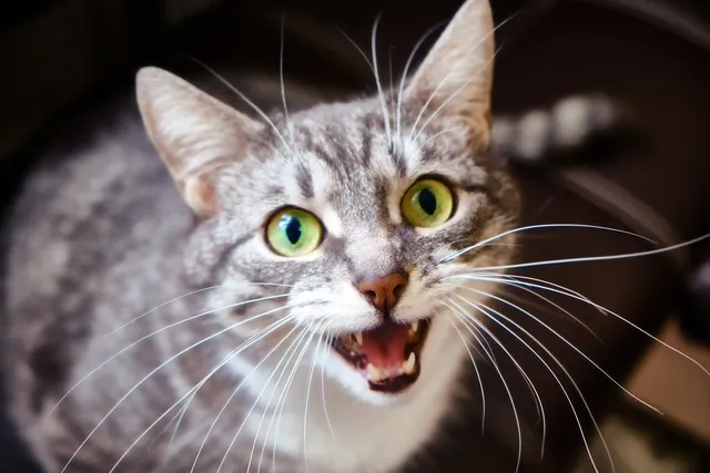 How Do You Say Cat in Different Languages? Learn How to Say it!