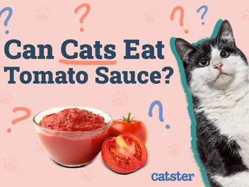 Can Cats Eat Tomato Sauce? Vet-Reviewed Nutrition & Safety Guide