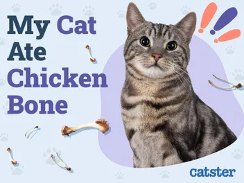 My Cat Ate a Chicken Bone! Here’s What to Do (Vet Answer)