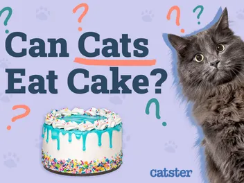 Can Cats Eat Cake? Vet-Reviewed Risks & Facts