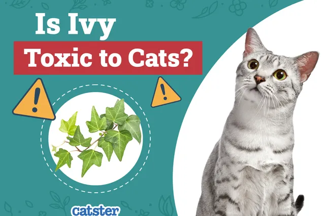 Is Ivy Toxic to Cats? Vet-Reviewed Houseplants Examined