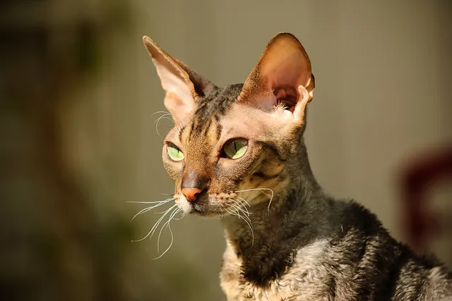 14 Rarest Cat Breeds in the World (With Info & Pictures)