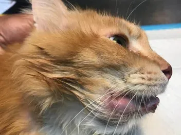 Your Cat Has a Swollen Lip? Our Vet Explains Reasons & How to Act