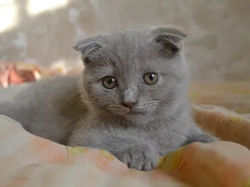 Grey Scottish Fold: Info, Pictures, Facts & History