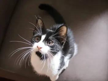 Do Cats Know Their Names? Our Vet Answers