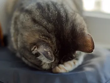 Why Do Cats Fake Sleep? 7 Vet-Reviewed Possible Reasons