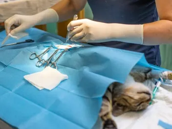 How Long Does It Take to Neuter a Cat? All You Need to Know (With Vet-Approved Information)