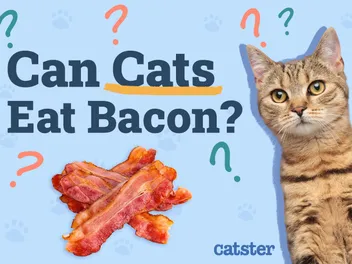 Can Cats Eat Bacon? Vet-Reviewed Facts & FAQ