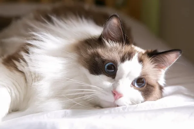 11 Amazing Ragdoll Cat Facts: Surprising Things You'll Love to Learn
