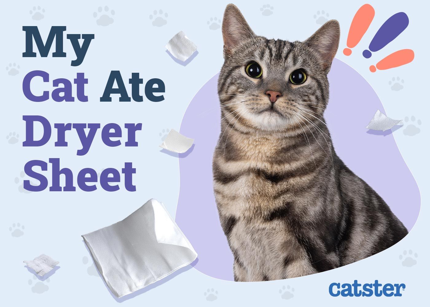 My Cat Ate a Dryer Sheet