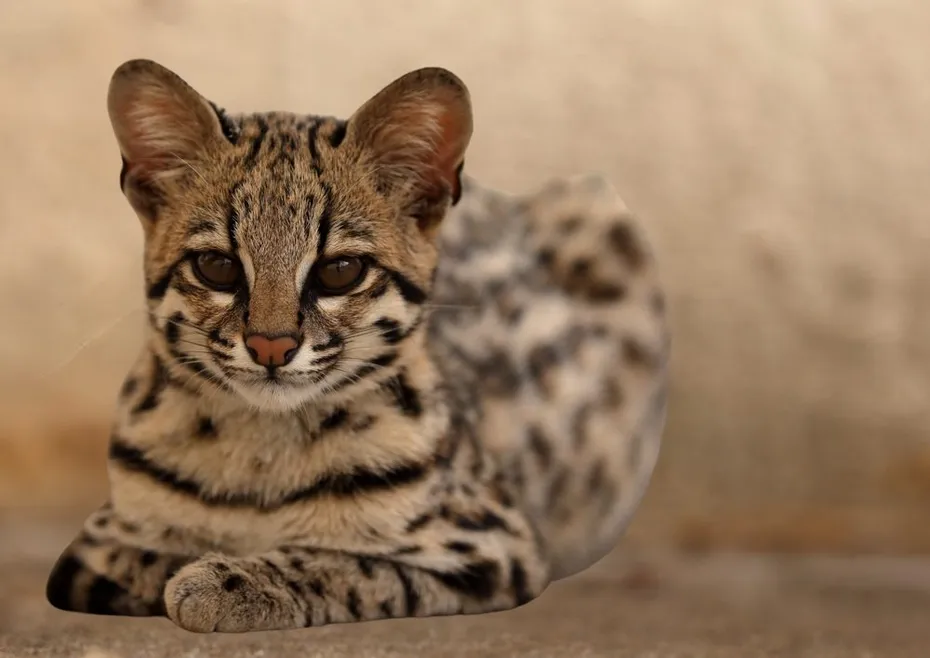 Ashera cat