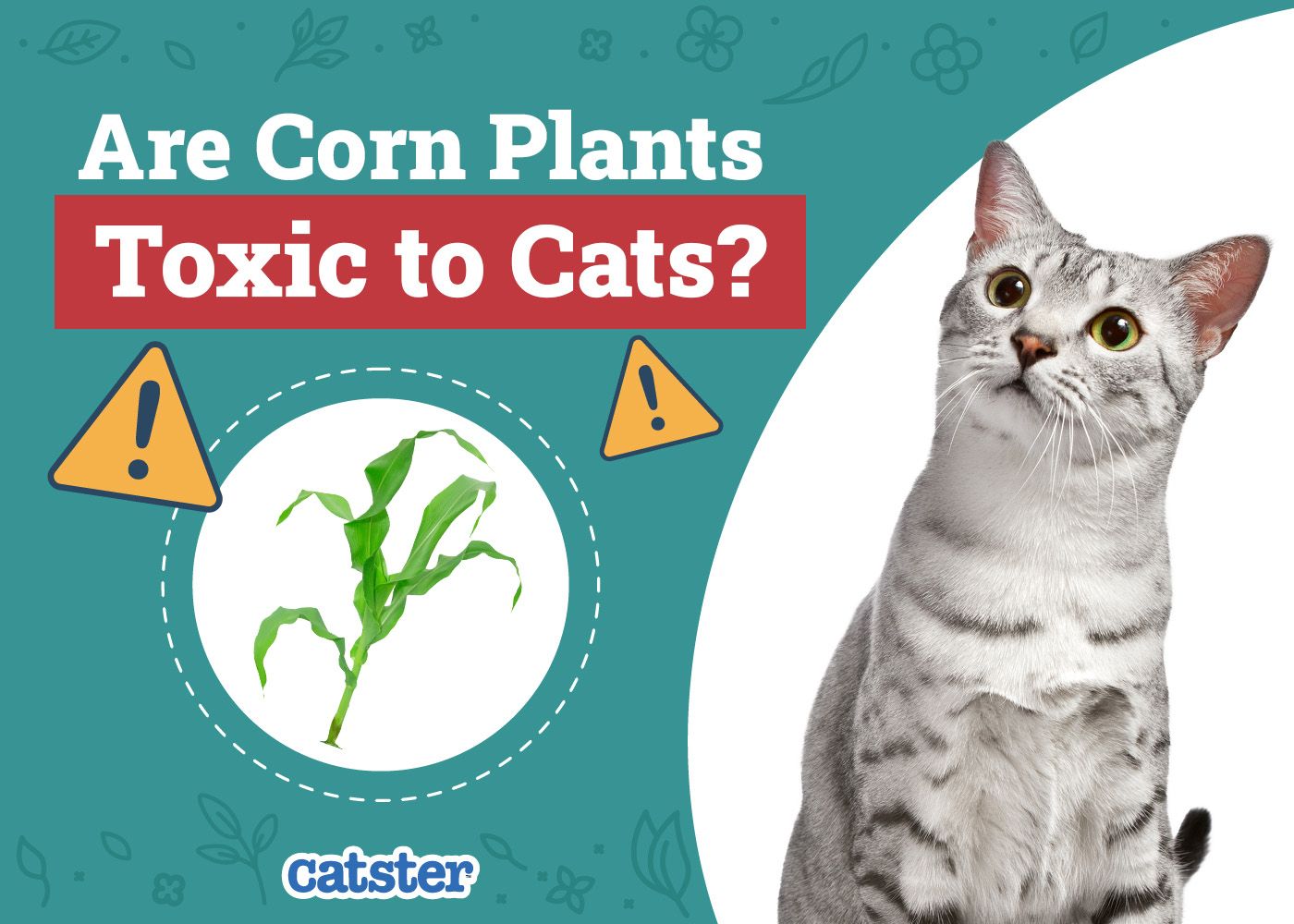Catster_Are Corn Plants Toxic to Cats