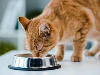10 Basics of a Homemade Fresh Diet for Cats: Our Vet Explains