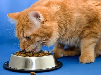8 Best High Protein Cat Foods (2026) - Reviews & Top Picks