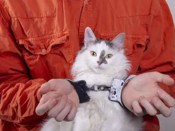 In the Jail Cats Program, Prisoners Socialize Shelter Kittens