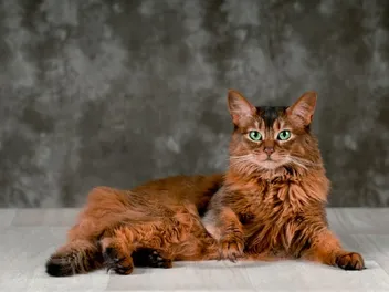 9 Types of Somali Cats: Colors & Patterns (With Pictures & Vet Verified Facts)