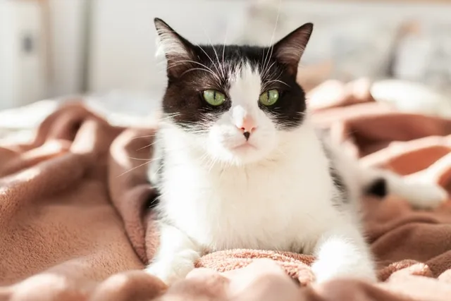 10 Pet-Friendly Hotels in Las Vegas (2026 Update)