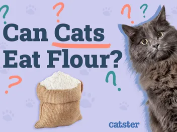 Can Cats Eat Flour? Our Vet Answers
