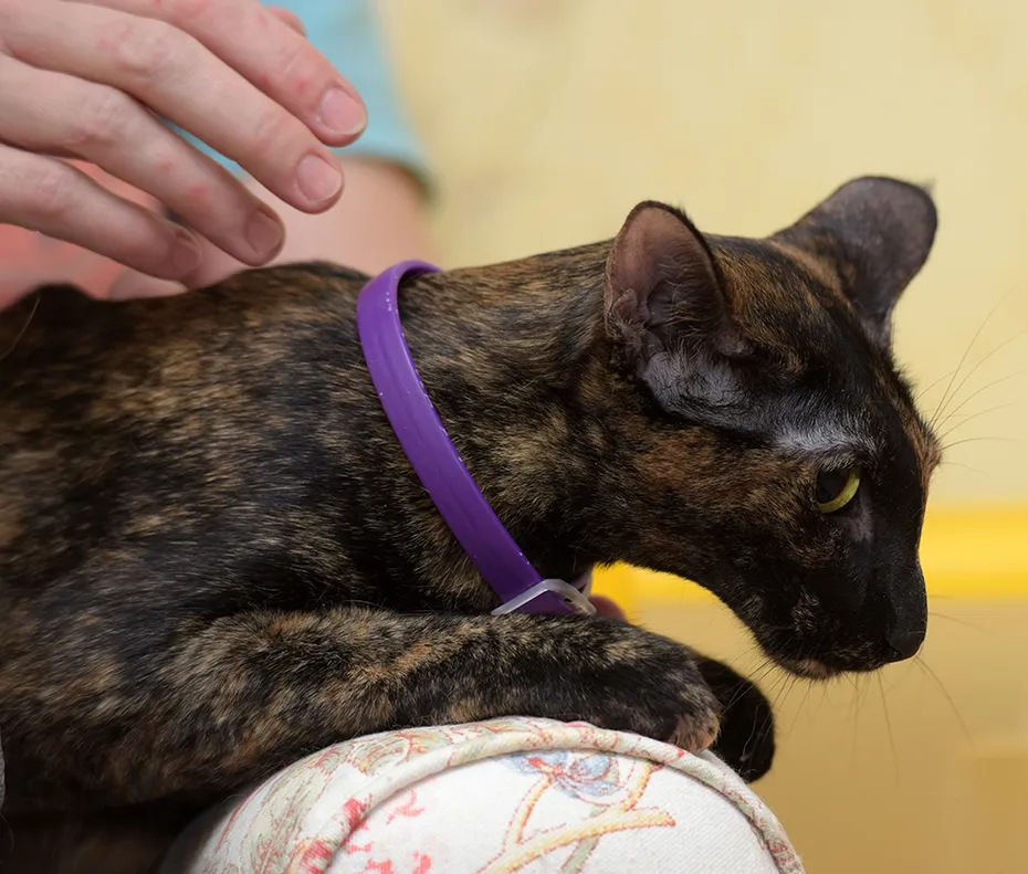 tortie Oriental cat wearing flea collar