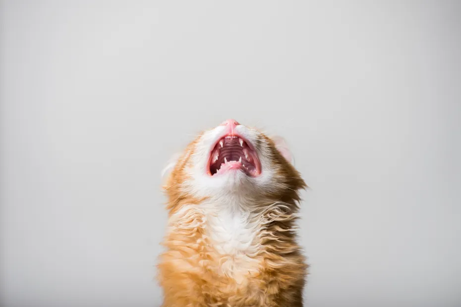 ginger kitten with open mouth crying