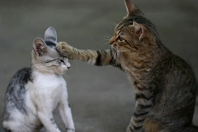 How to Choose Your Second Cat: Vet-Approved Tips for Finding a Great Friend for Kitty