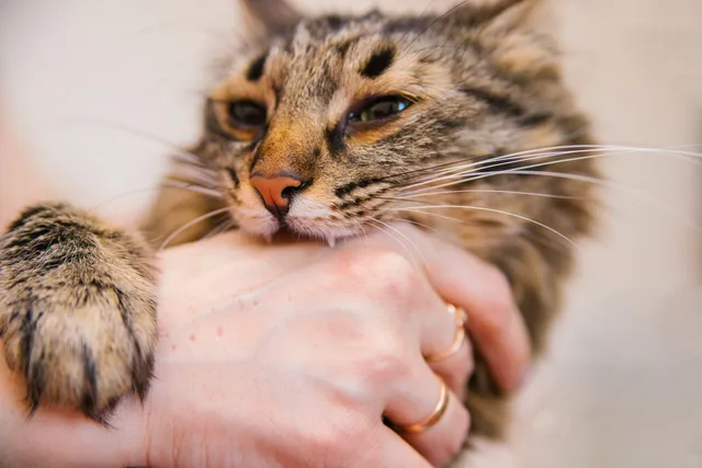 Why Is My Cat Biting Me All of a Sudden? 8 Possible Reasons (Vet Verified)
