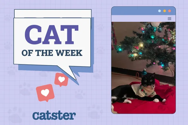 Catster Photo Contest: Cats of the Week Winners (November 6, 2025)