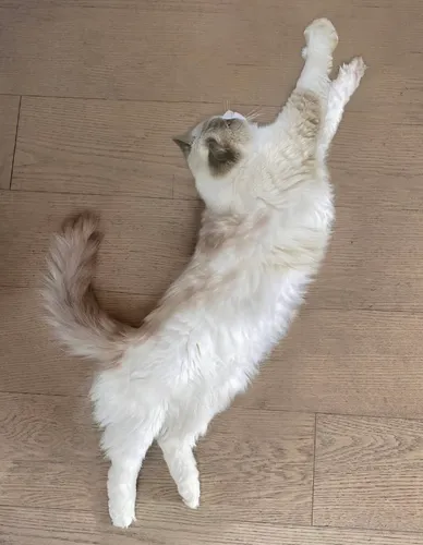 @thatlittlepuff