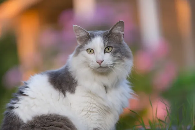 9 Bicolor Cat Patterns (With Info & Pictures)