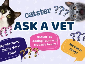 Ask Dr. Paola – Help! My Momma Cat Is Very Thin! (May 18, 2026)
