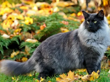 Top 10 Largest Domestic Cat Breeds (With Info & Pictures)