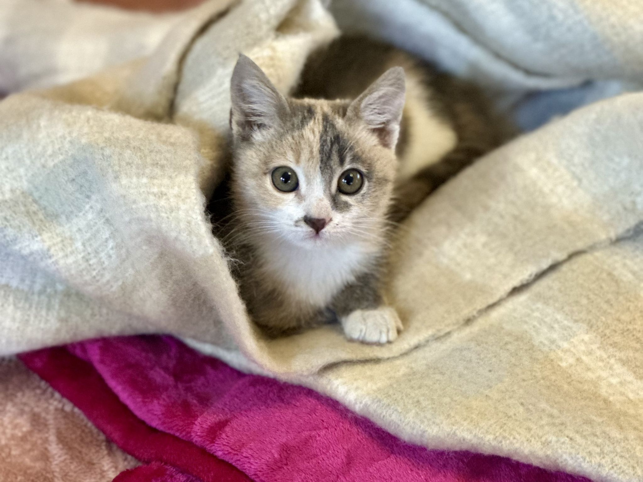 Mochi, From Cairo to Brussels, and the One-Person Rescue Team Who Saved Her