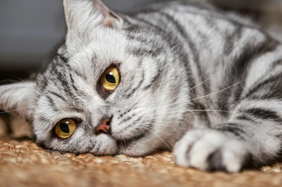 Tabby Cat British Shorthair Cat