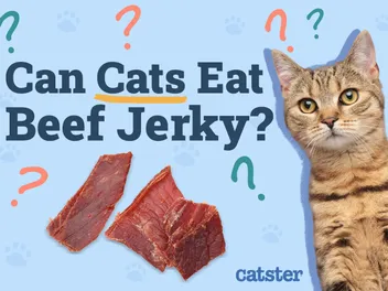 Can Cats Eat Beef Jerky? Vet-Approved Health and Nutrition Advice