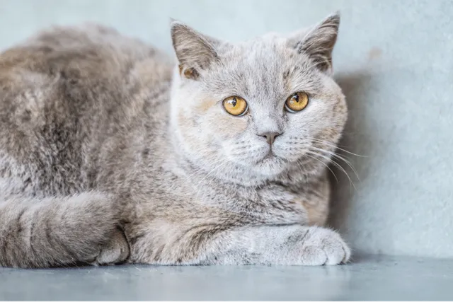 Lilac Tortoiseshell Cat: Info, Pictures, Facts & History