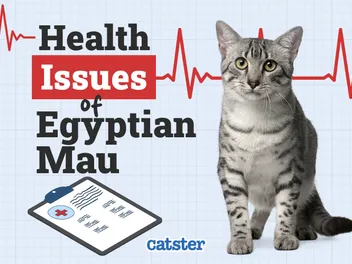 5 Egyptian Mau Health Problems to Watch Out For