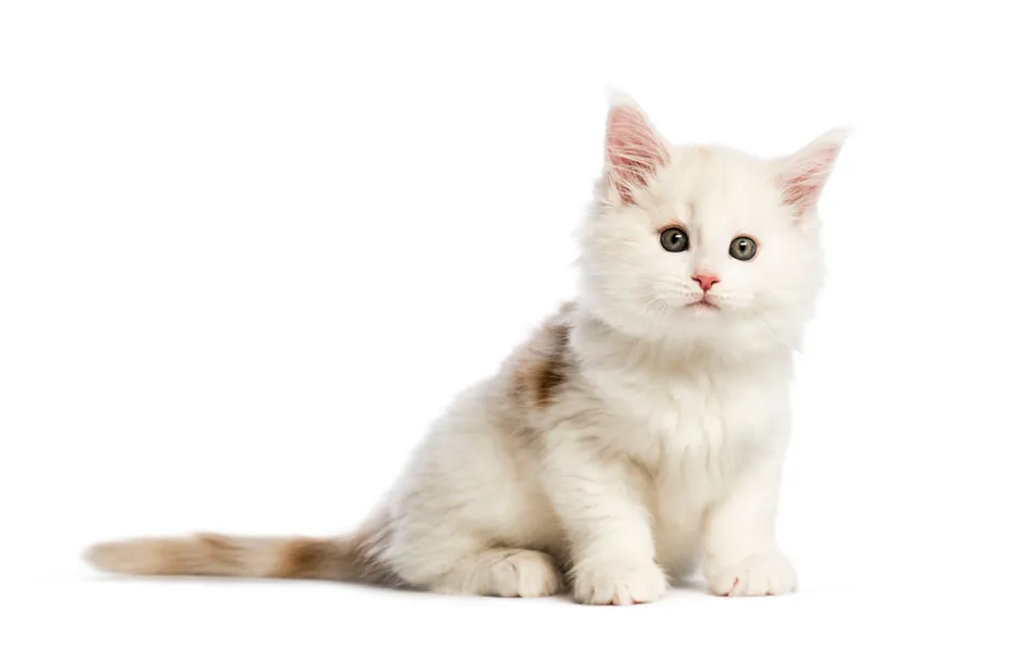 Maine coon kitten, 8 weeks old, in front of white background