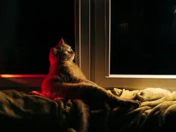 Why Does My Cat Wake Me Up at Night? 8 Vet-Reviewed Reasons & Solutions