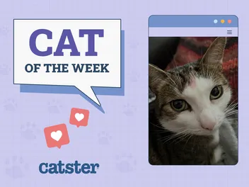 Catster Photo Contest: Cats of the Week Winners (January 8, 2026)