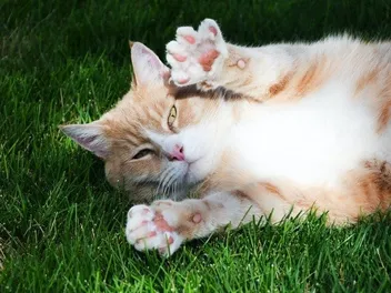 Do Cats Have Scent Glands in Their Paws? Vet Approved Facts & FAQ