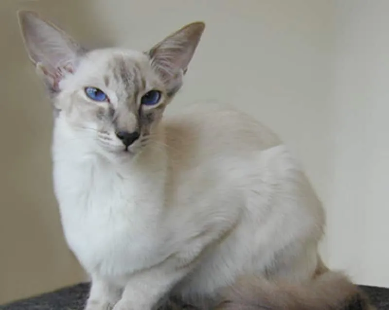 Balinese_blue_lynx_point