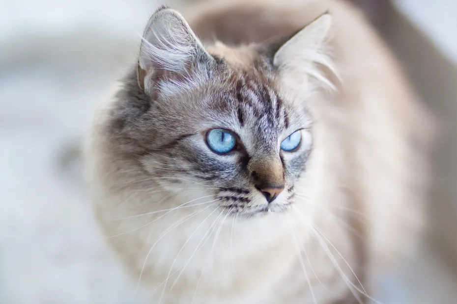 Domestic cat with turquoise blue eyes
