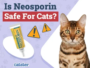 Is Neosporin Safe for Cats? Vet-Reviewed Advice