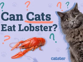 Can Cats Eat Lobster? Vet-Approved Diet Facts & FAQ