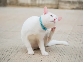Can Humans Get Lice From Cats & Vice-Versa? Vet-Approved Facts