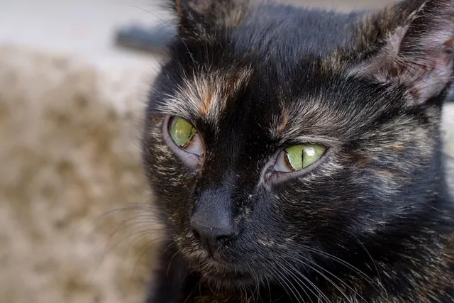 What Is a Cat’s Third Eyelid & What if It’s Showing? Vet Approved Advice