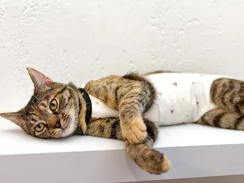 What Happens If You Neuter a Cat Too Early? Vet-Reviewed Facts & Advice